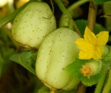 Crystal Apple Cucumber Seed - Australian Heirloom Cucumbers Seeds (0.50g - 3.0g)