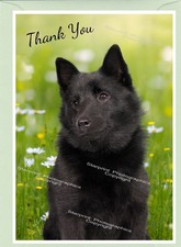 Schipperke Dog Thank You Card, A6 (6 ins x 4 ins.) blank inside - by Starprint