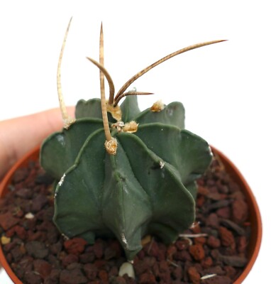 Astrophytum capricorn cv BUFFALO rare DARK GREEN K73 no crested aztekium
