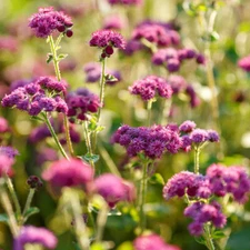 FLOSS FLOWER Ageratum RED FLINT Monarchs Love this plant Non-GMO 500 Seeds!
