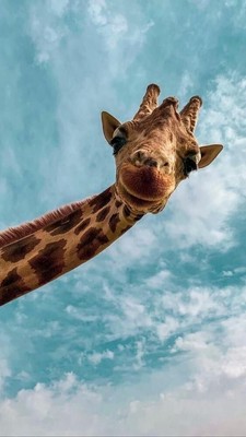 Giraffe Sticker (4 Inch) Cute Funny Face Wild Animal Long Neck African Curious