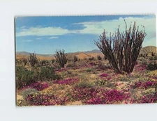 Postcard  Ocotillo plant  Blooming in a field of desert Verbena
