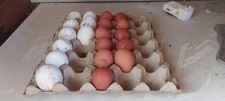 20 Chicken Eggs Black Copper Marans