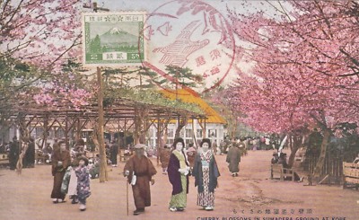 JAPAN - Kobe - Cherry Blossoms in Sumadera Ground