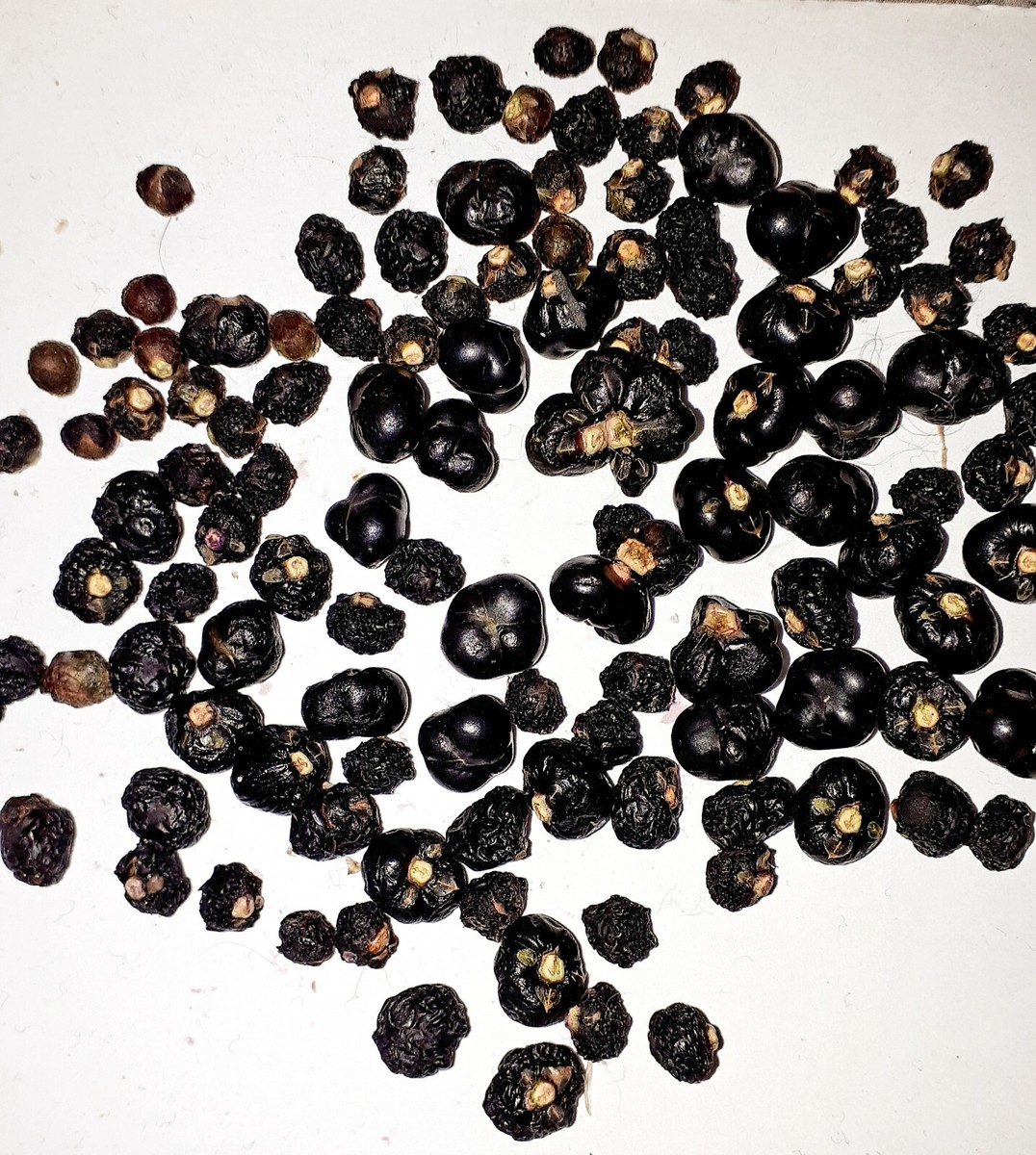 Lo Spinacio Di Ceylon Al Servizio Della Salute Della Pelle - Kosmetica - Foto 8