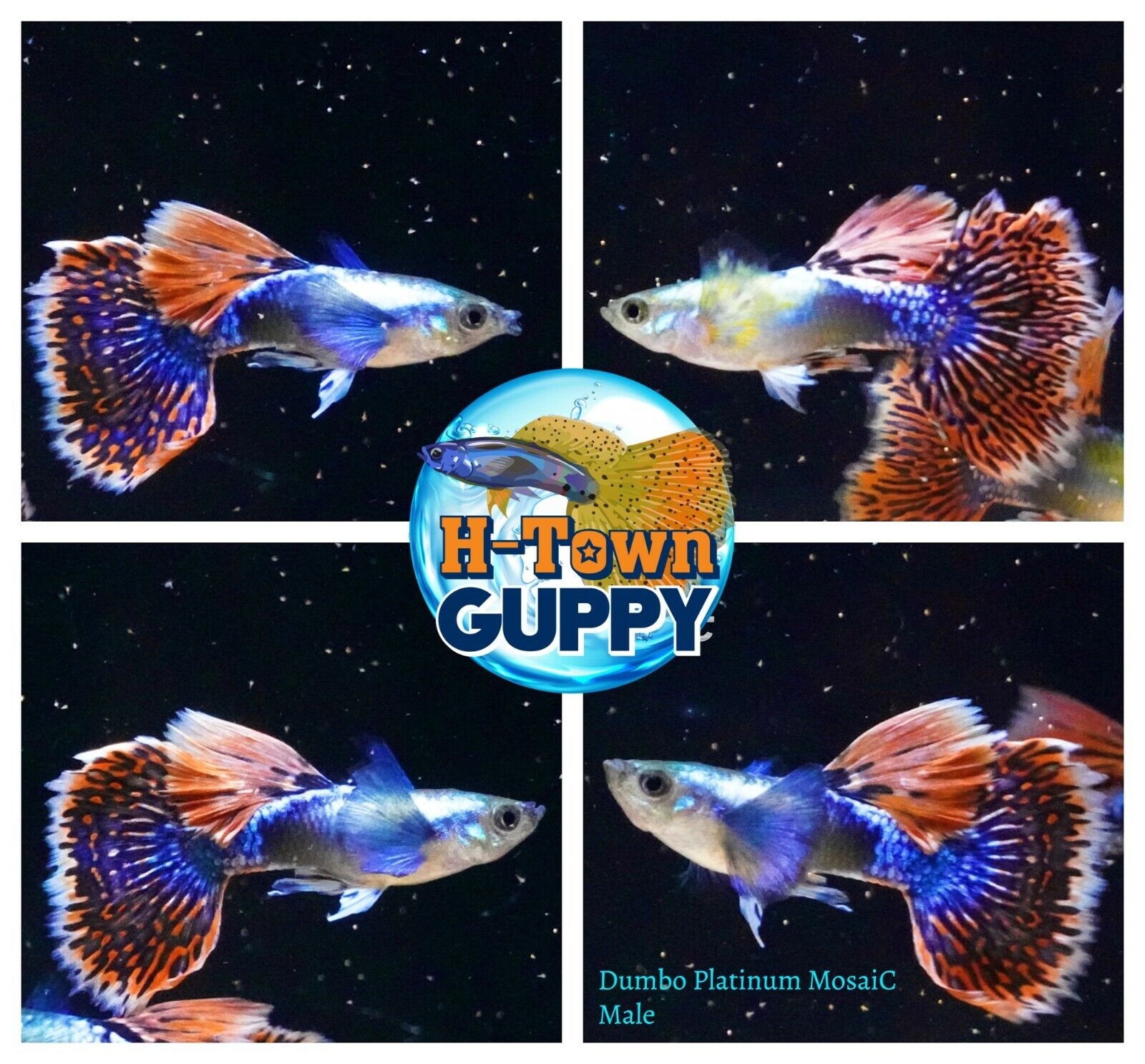 MALE ONLY x2 - 送料無料/新品 Live Aquarium Guppy Quality Dumbo Pl High 2021A W新作 送料無料 Fish