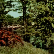 Vintage Postcard Chrome Beautiful Deer Creek Leland Mississippi MS