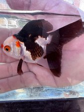 LIVE GOLDFISH PANDA Red Eyes 3.5" Short Body Long Tail Female In USA-EXACT FISH