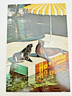 Sea Lion Spring at Homosassa Springs Attraction FL Postcard
