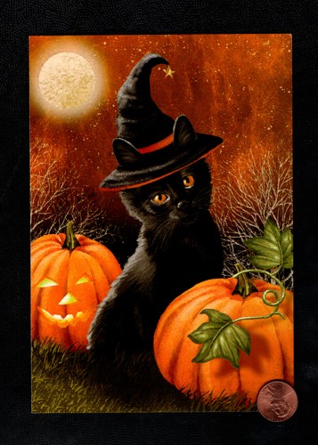 Black Cat Kitten Pumpkin Patch 