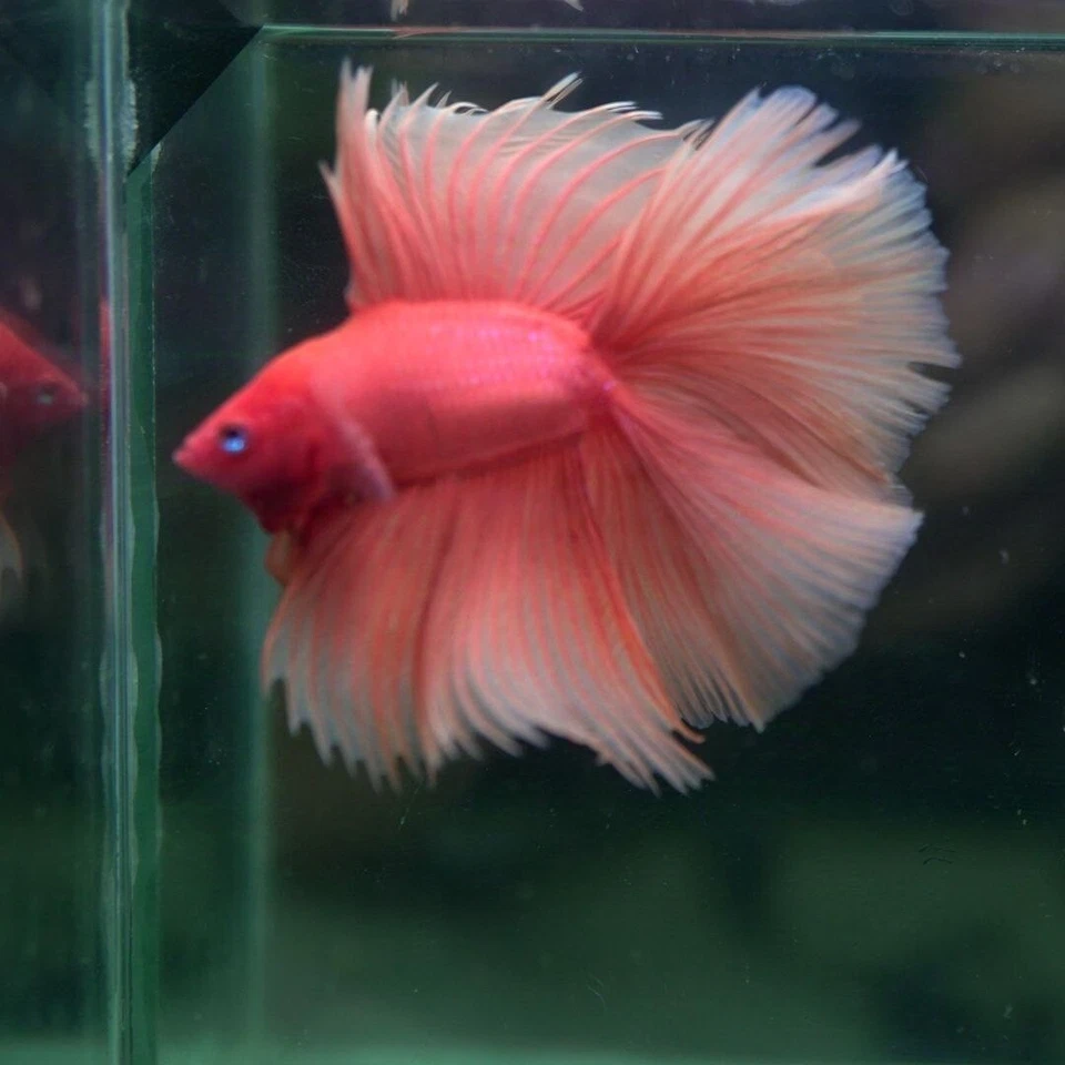 live betta fish: SPIKEY.KING Orange DTHM 25102504 - Image 2 of 4