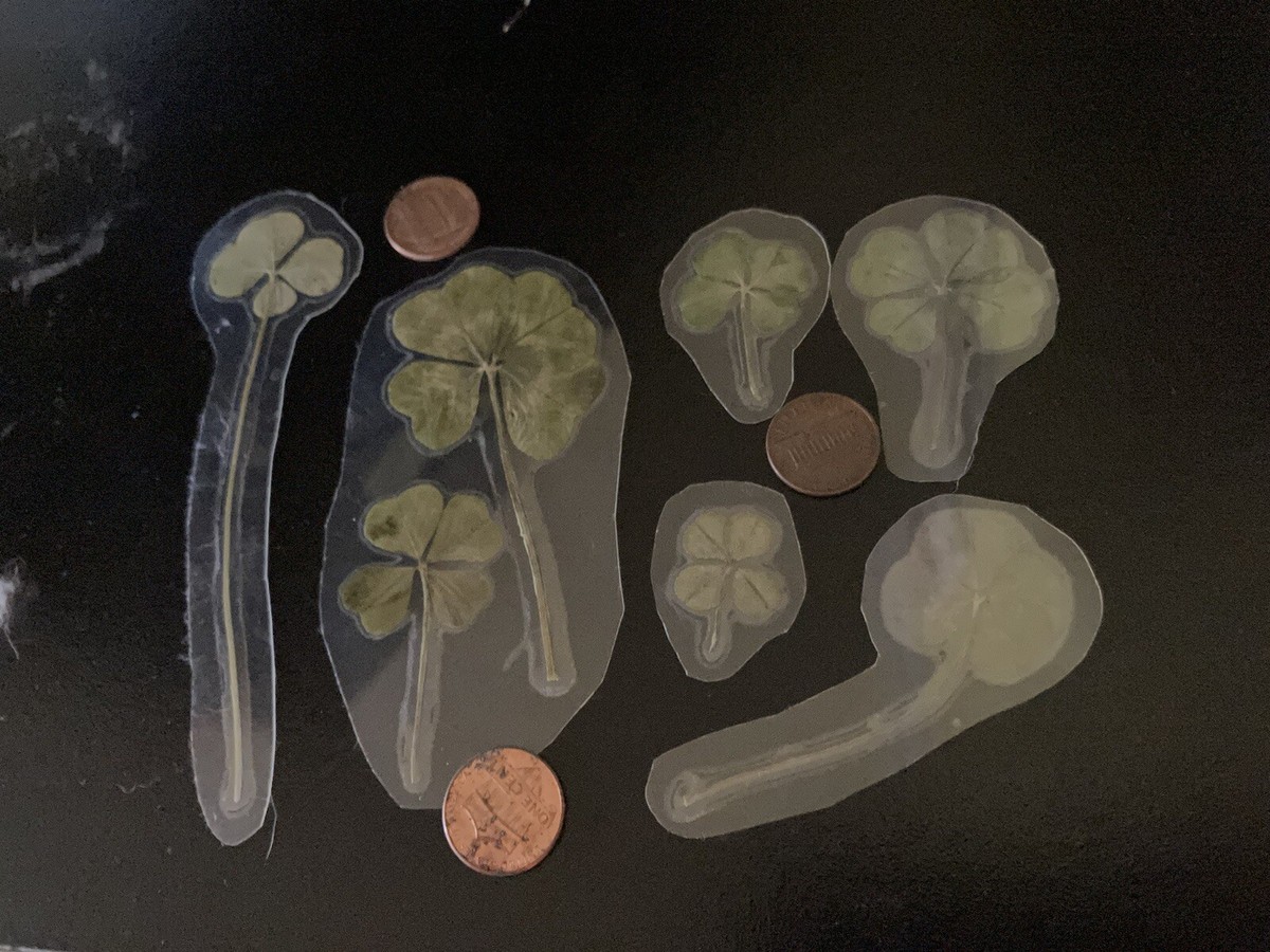 🍀RARE REAL 4 Leaf Clover 🍀 Hand picked - GREAT Gift - LUCKY