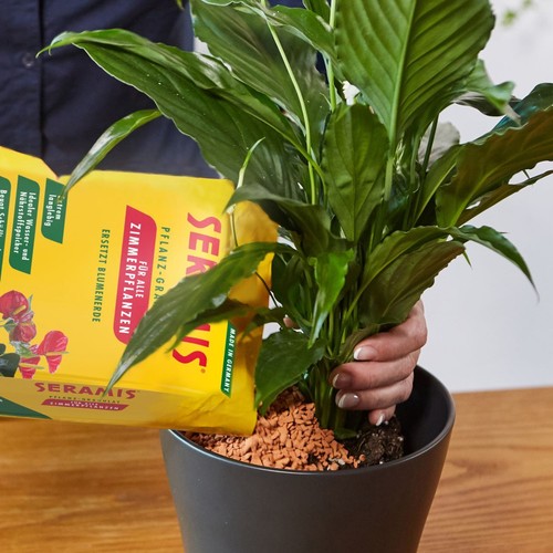 Seramis Pflanz-Granulat für Zimmerpflanzen 15 l + 2 Bio-Vitalkuren gratis - Bild 6 von 7