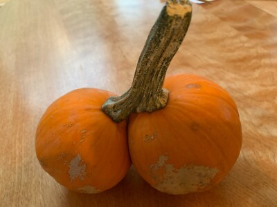 Mini Pumpkin Stem, One Special Double Twin Natural Dried Fall Decor Craft Top