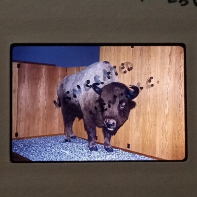 Bison Buffalo Mounted In Museum Display VTG KODACHROME 35mm Found Slide Photo