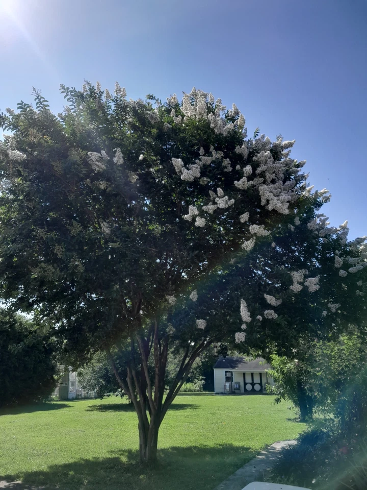 35+ WHITE CRAPE MYRTLE TREE / SHRUB / FLOWER SEEDS / DROUGHT TOLERANT PERENNIAL - Image 4 of 4