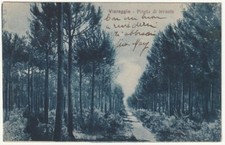 VIAREGGIO - LUCCA - PINETA DI LEVANTE - VIAGG. -3319-