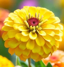 100 Zinnia CANARY BIRD Double Blooms/ Yellow/ Annuals/ Hummingbird/ Butterflies