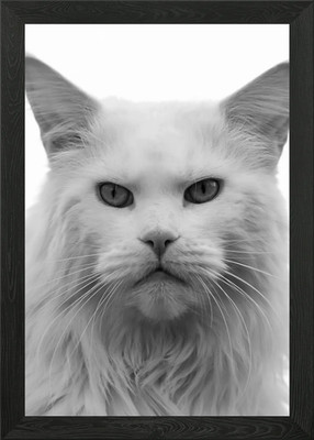 Cat Cats Feline Kitty Framed Wall Art Poster Canvas Print Picture