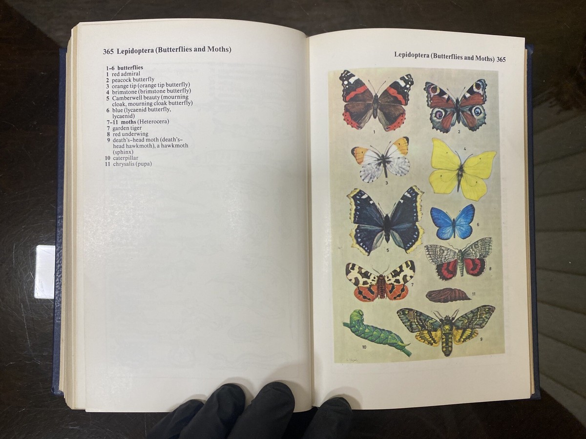 THE OXFORD-DUDEN PICTORIAL ENGLISH DICTIONARY, SECOND