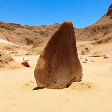Authentic Mosasaur Tooth Fossil from Morocco 1"+ Long Hand Selected Cretaceous