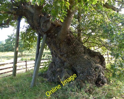 Photo 12x8 Queen Adelaide's Oak in Bradgate Park Newtown Linford/SK5110 I c2014