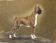 Original Pastel Drawing By Martha Van Loan Of A Boxer Dog 1979