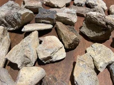 Dinosaur Bone Fossil From Judith River Formation Montana 1-3oz Size 100% Real