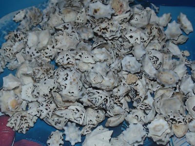 1/2 POUND OF STAR LIMPET SEA SHELLS, BEACH DECOR CRAFT TROPICAL NAUTICAL