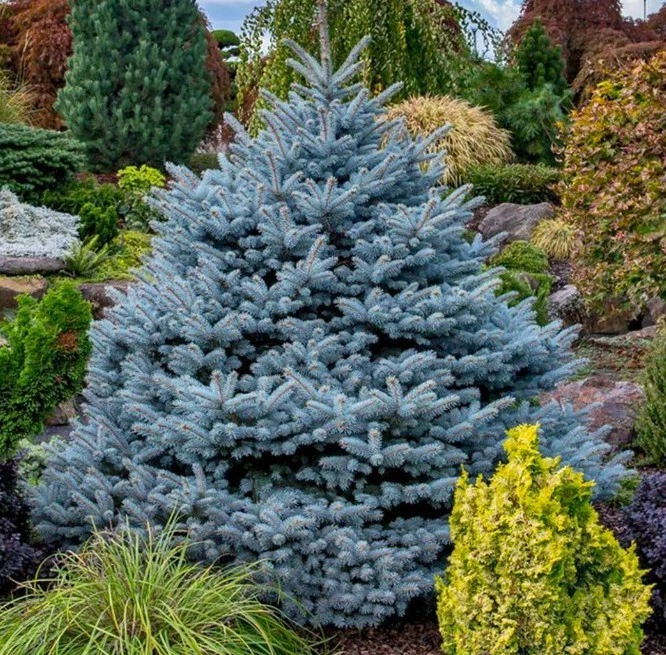 Montgomery Blue Spruce Tree in 3 Gal Pot Outdoor Evergreen Tree Picea Pungens - Image 2 of 3