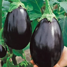 100+ Black Beauty Eggplant Seeds - Heirloom - Organic - NON GMO --- FRESH