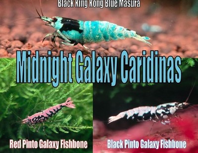 Midnight Galaxy Caridina Shrimp Pack Live Shrimp for Aquarium Healthy Tank Fresh