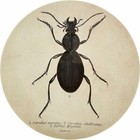 Lovely Biologica Grey Beetle Design Platter 