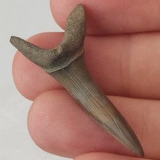 Scapanorhynchus 0.00