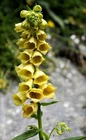 Digitalis Lutea (Serbia Foxglove) 50 seeds