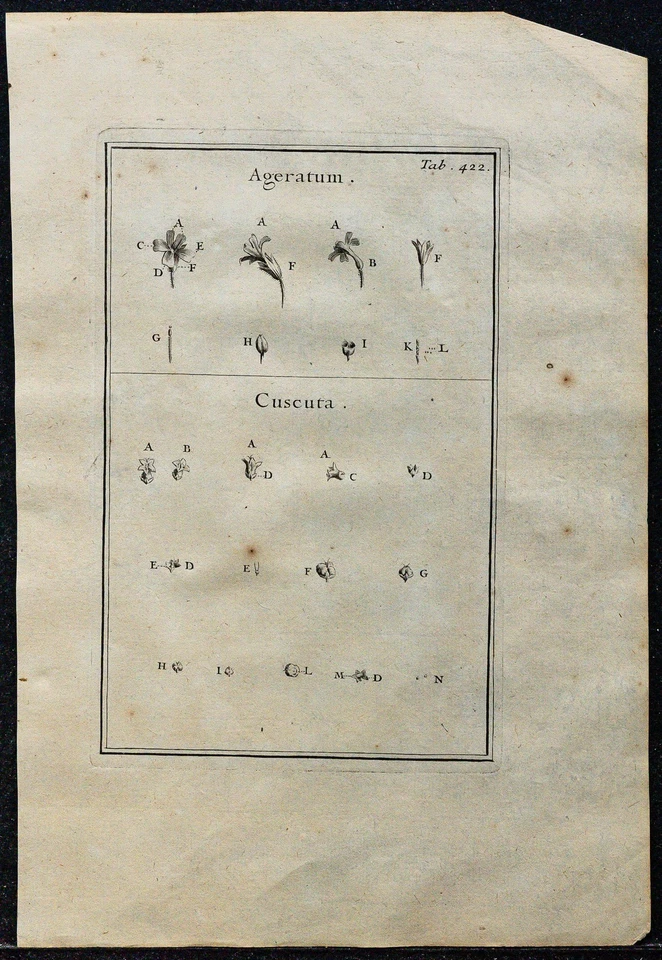 1719 - Ageratum & Dodder - engraving antique Of Botany (Tournefort)