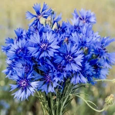 Cornflower Seeds (Centaurea Cyanus) | wildflower 200 Seeds | USA SELLER