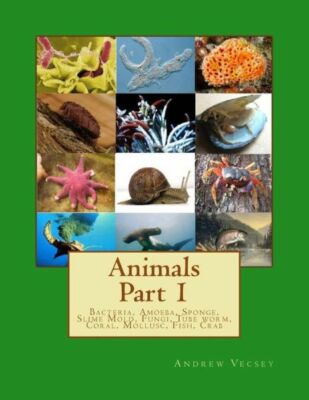 Animals Part 1: Bacteria, Amoeba, Sponge, Slime Mold, Fungi, Tube Worm, Cor...