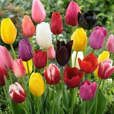 Mixed Tulip Bulbs Varieties Collection Tulip Bulbs for Gardens 5 Bulbs