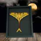 Real Comet Moth Argema mittrei Resting Framed Taxidermy Moonlight Display