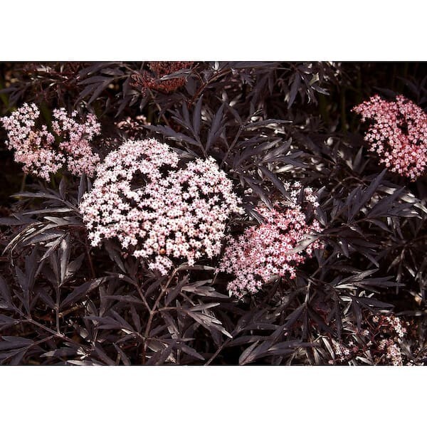 中古品】ADA BOOKMARKER LACE PLANT Black Lace® Elderberry