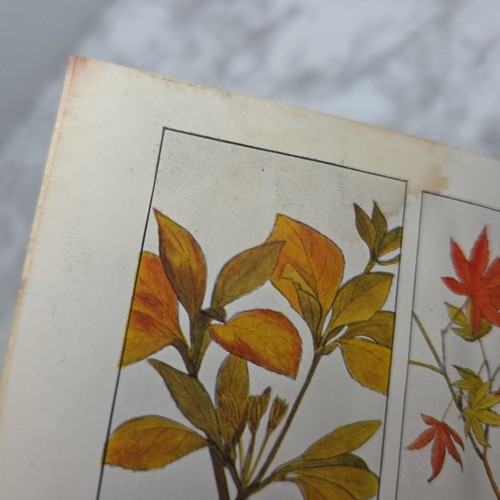 Vtg Encyclopedia Set of Facts The New Concise Pictorial Encyclopedia Four-volume - Foto 11 di 24