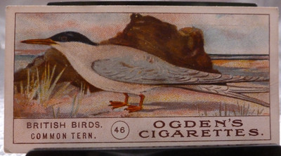 1905 Ogden's Cigarettes British Birds #46 Common Tern GD/VG