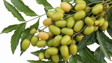 Neem Nimbole Dried Neem Fruits  Neem Seeds  100 Natural Raw Neem  Herbal Use