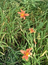 WILD DAYLILY 25 fans root systems