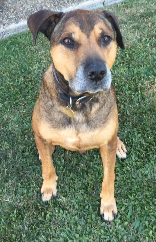 gumtree dogs north east