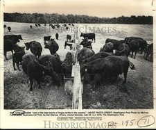 1979 Press Photo Angus cattle feeding and grazing in field - sax33073