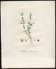 Antique Print-BOG STITCHWORT-STELLARIA ULIGINOSA-492-Flora Batava-Sepp-1800