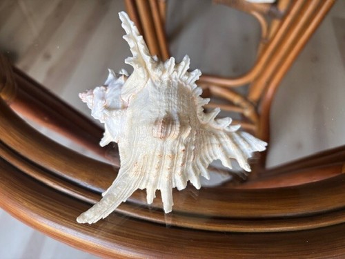 Murex Ramosus Spiked Sea Shell Nautical Decor Collectible 5 and 1/2 in - Picture 2 of 4