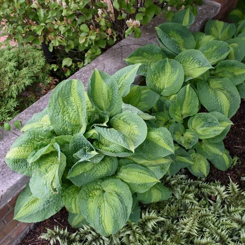 Humble Hen Farm & Nursery Hosta Brother Stefan - Thumbnail 5